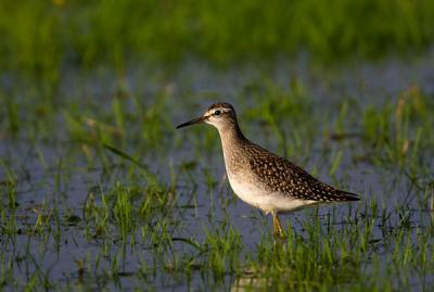 Wood Sandpiper