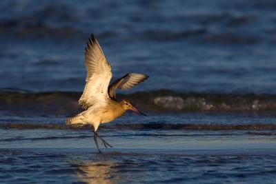 Bar-tailed Godwit