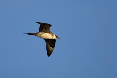 Parasitic Jaeger (Arctic Skua)