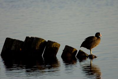 Eurasian Coot