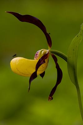 Yellow Lady's Slipper (Cypripedium calceolus)