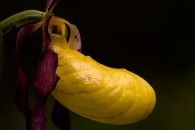 Yellow Lady's Slipper (Cypripedium calceolus)