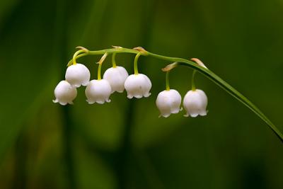 Lily-of-the-valley