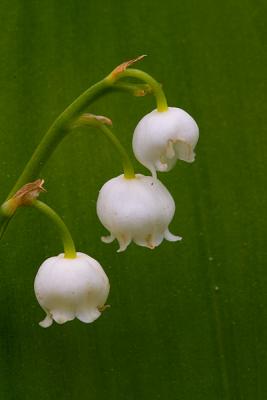 Lily-of-the-valley