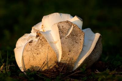 Giant Puffball (mushroom), Langermannia Gigantea