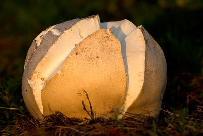 Giant Puffball (mushroom), Langermannia Gigantea