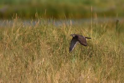 Sparrowhawk