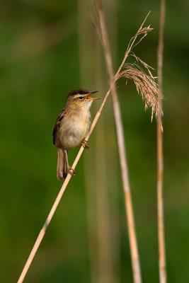 Sedge Warbler