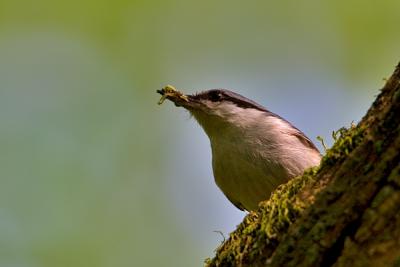 Eurasian Nuthatch