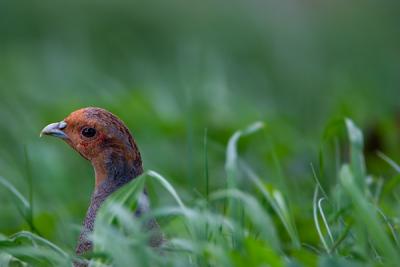 Grey Partridge