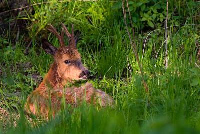 Roe deer resting
