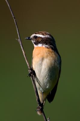 Whinchat