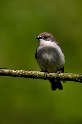 Flycatcher