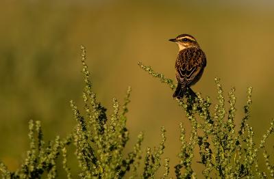 Whinchat