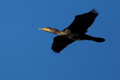 Great Cormorant