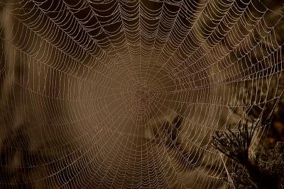Backlit spiderwebb