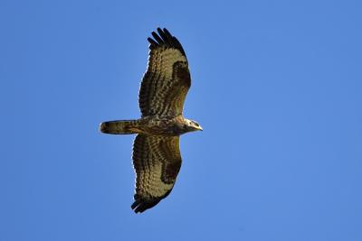 European Honey-buzzard