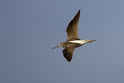 Greenshank