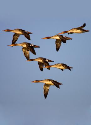 Red-breasted Merganser