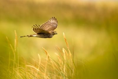 Eurasian Sparrowhawk, Accipiter nisus