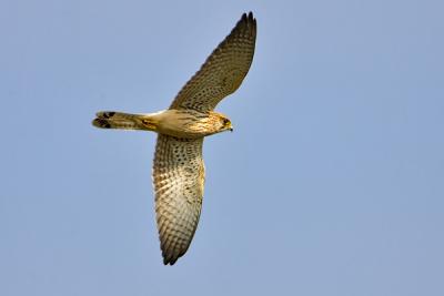 Common Kestrel, Falco tinnunculus