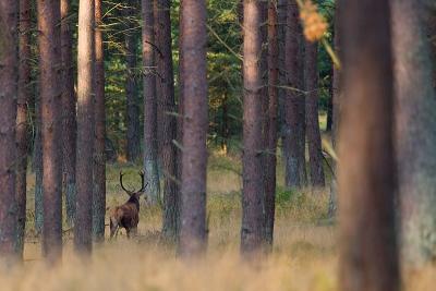 Red Deer bull walking in the forest