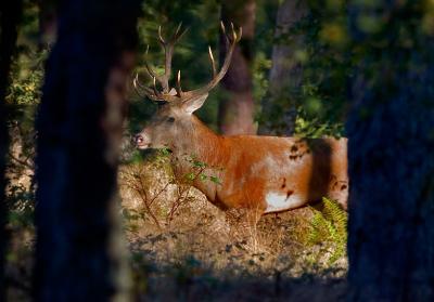 Red deer bull in the deep forest