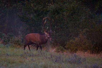 Red deer at 1600 ISO