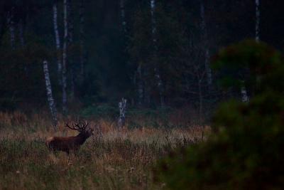 Red deer bull roaring in the wilderness