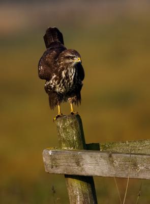 Common Buzzard