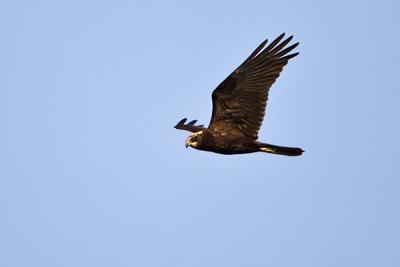 Western Marsh Harrier, Circus aeruginosus