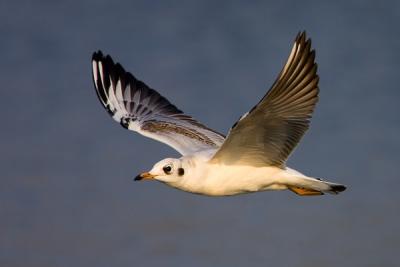 Black-headed Gull