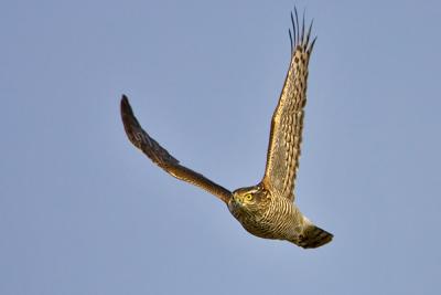 Eurasian Sparrowhawk, Accipiter nisus