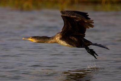 Great Cormorant