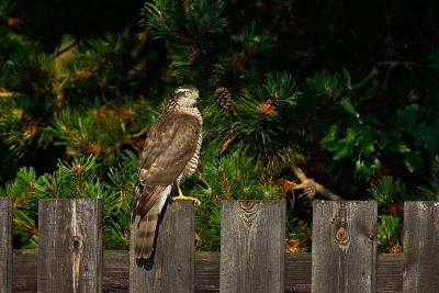 Sparrowhawk