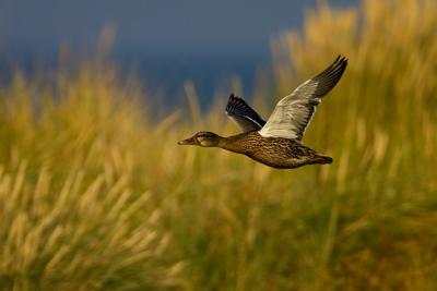 Mallard