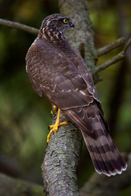 Eurasian Sparrowhawk, Accipiter nisus