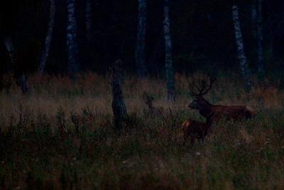 Red deer in the darkness