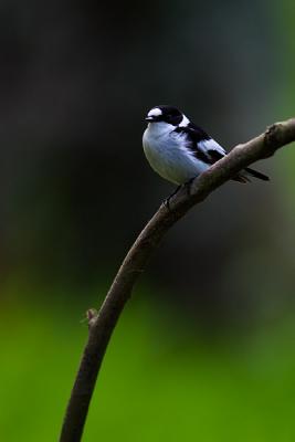 Collared Flycatcher