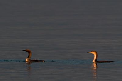 Black-throated Loon (Black-throated Diver)