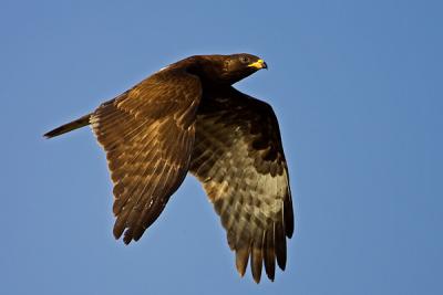 European Honey-buzzard, Pernis apivorus