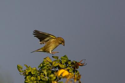 European Greenfinch landing