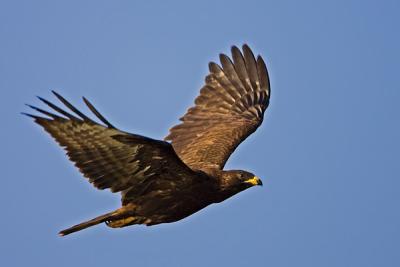 European Honey-buzzard, Pernis apivorus