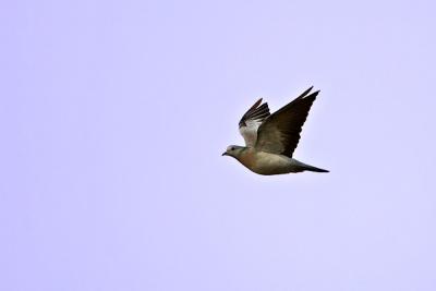 Stock Dove (Stock Pigeon)