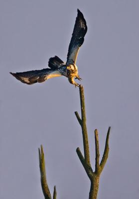 Common Buzzard, Buteo buteo
