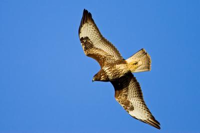 Buzzard