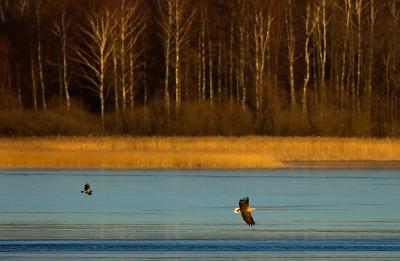 White-tailed Eagle and crow over the ice