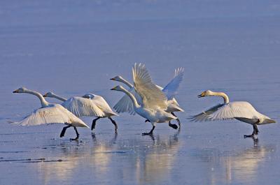 Whooper Swan on the ice