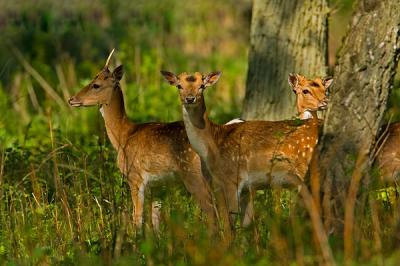 Fallow Deer in the forest