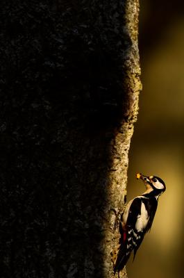 Great Spotted Woodpecker